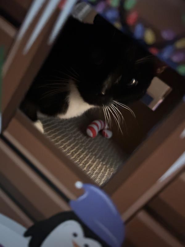 Meowy Christmas from Autumn!