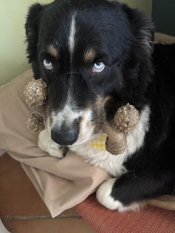 Steve loves Benebone!