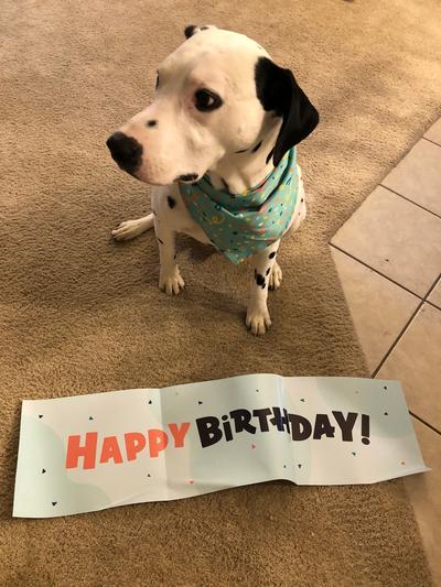 Pinto celebrating his 5th birthday.