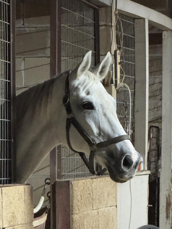 Soft Music is trying Curragh Carron Oil in her feed program