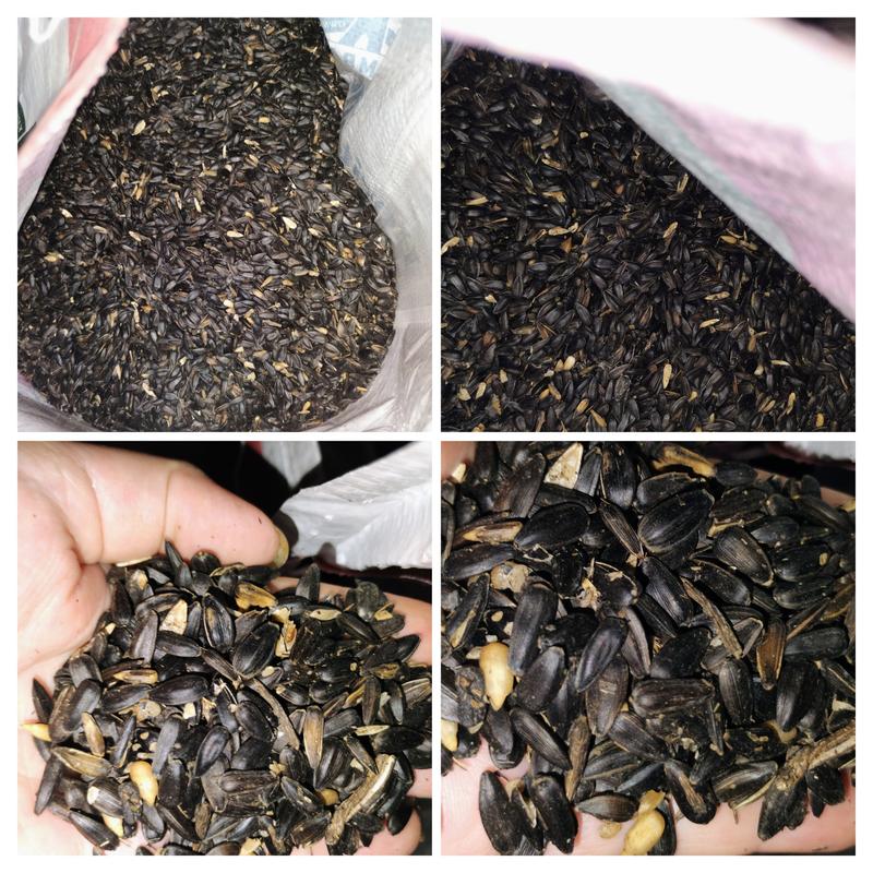 Kalmbach Feeds Heritage Seeds (Black Sunflower Seeds)