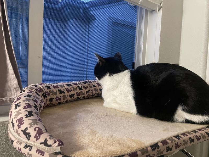 Sebastian laying on the shelf and looking out