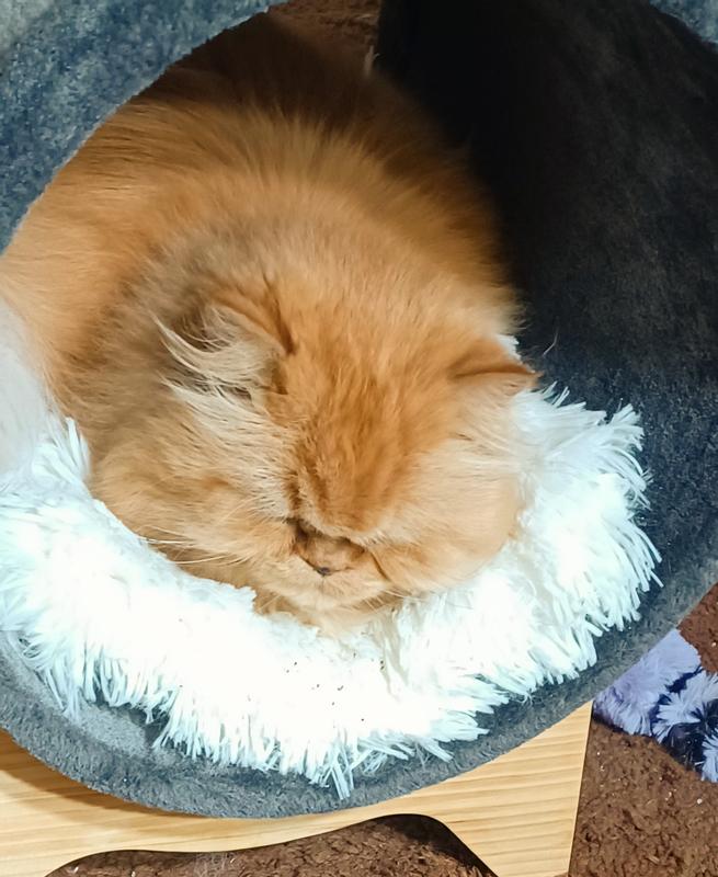 FRISCO Modern Tunnel Elevated Cat Bed