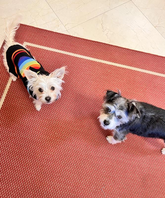 Begging for Kismet Beef and Sweet Potato Treats