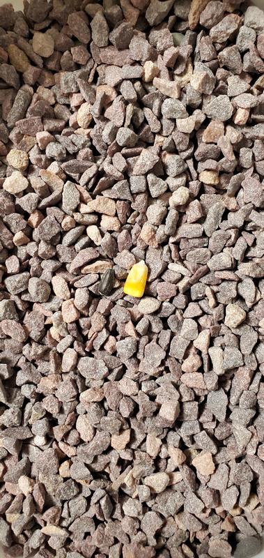 Black sunflower seed and corn for size comparison.