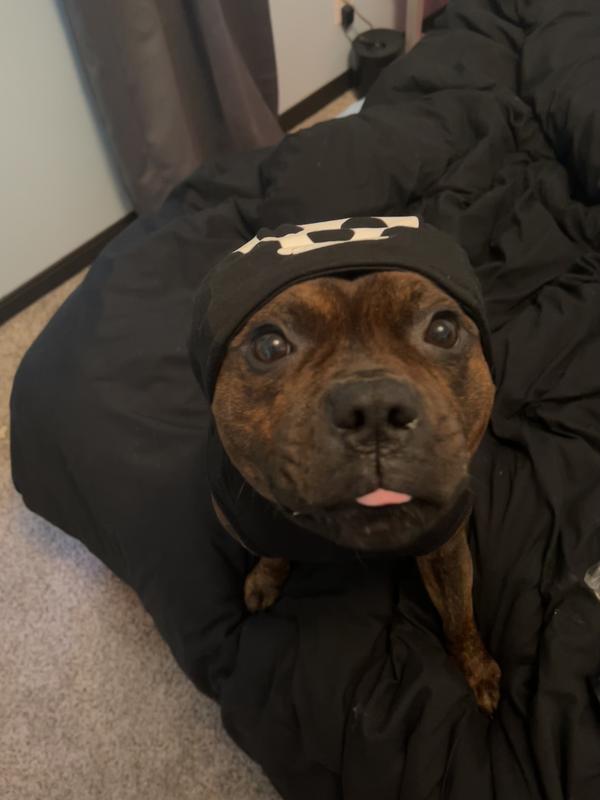Large enough hood for a staffy’s head
