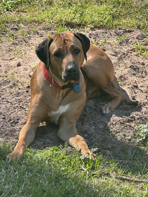 Bodi’s favorite dirt patch