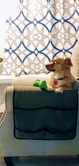 Alpo dental chews reviews sale