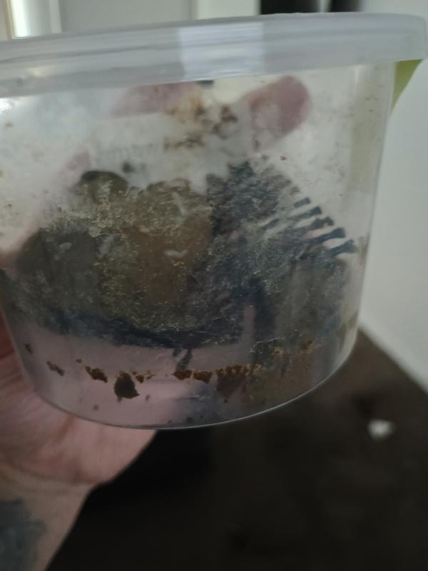 Dead upon arrival 😒