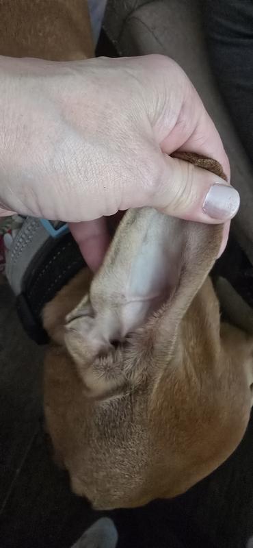 After use,looks like a brand new ear