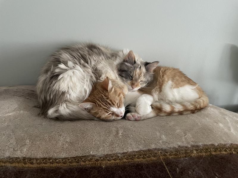 Simba and Mimi are litter mates and have been healthy their entire lives thanks to Natural Balance.