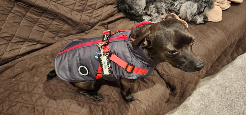 Puppia Mountaineer II Coat and Harness