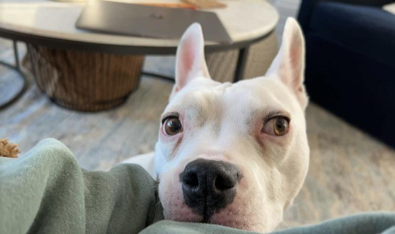 Before Pawfy supplements, using an eye wash towel & cream every few days