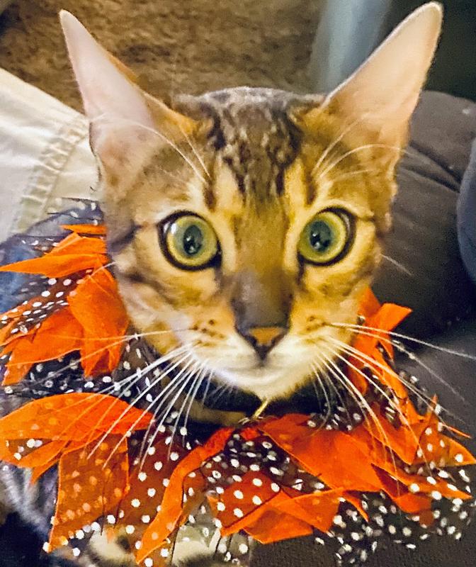 Frisco Spooky Halloween Cat Collar Ruffle