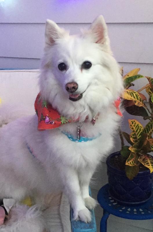 My 16 year old American Eskimo, Lili!