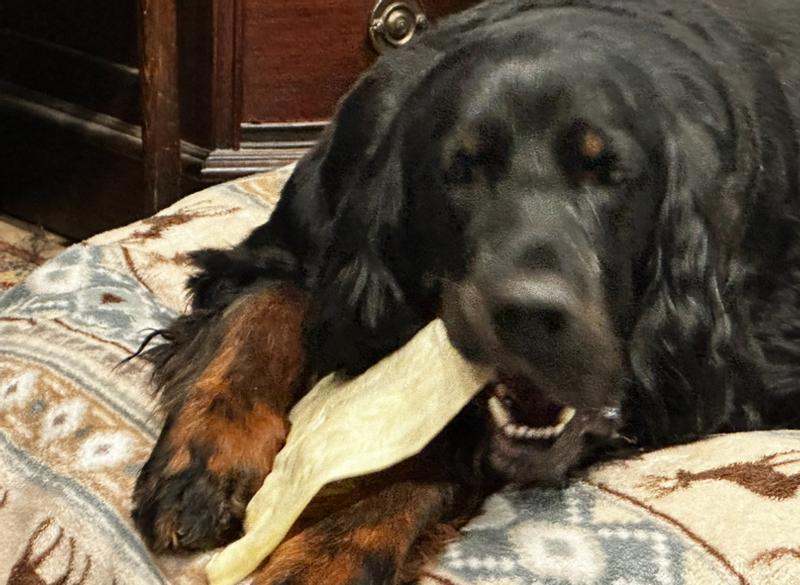 White Cow Ear for Desert