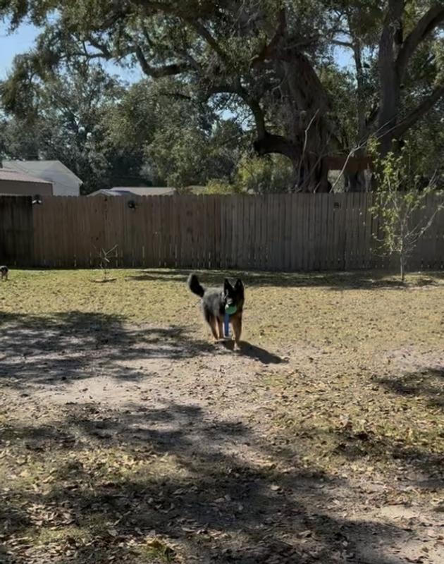 Duncan running and getting the ball and bringing it back to me… he’s a happy boy