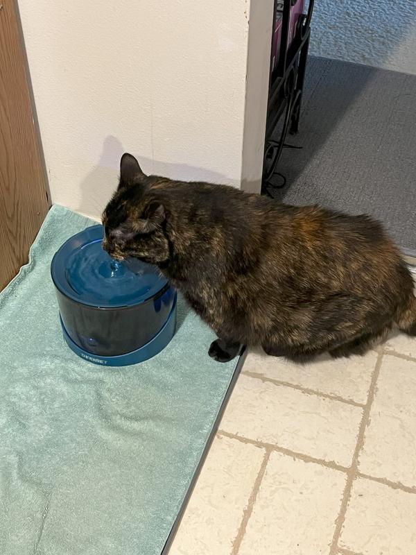 Josie the Tortie drinking at fountain