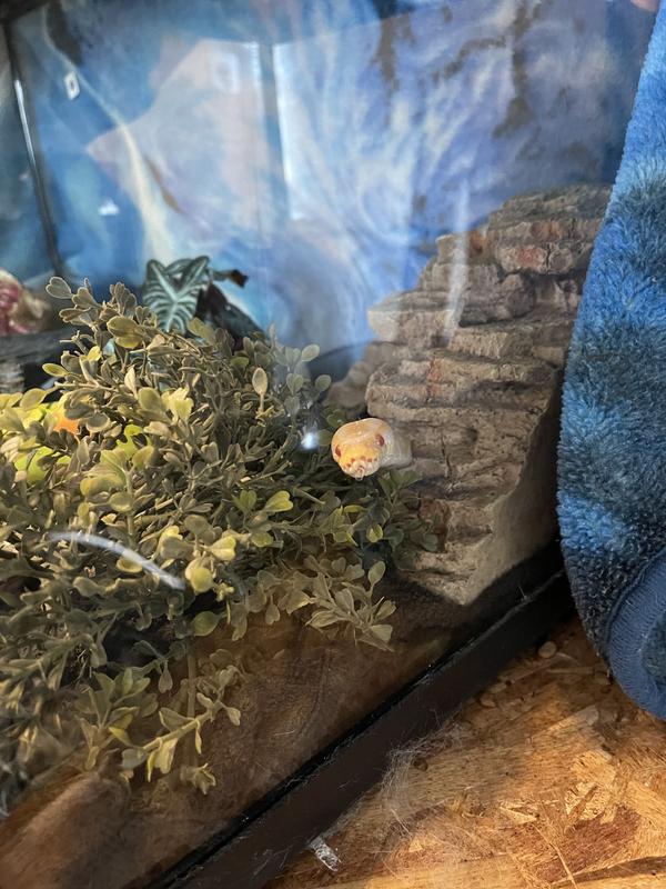 My cute lil Rain and this is not his enclosure I put him in this fir something different to explore in