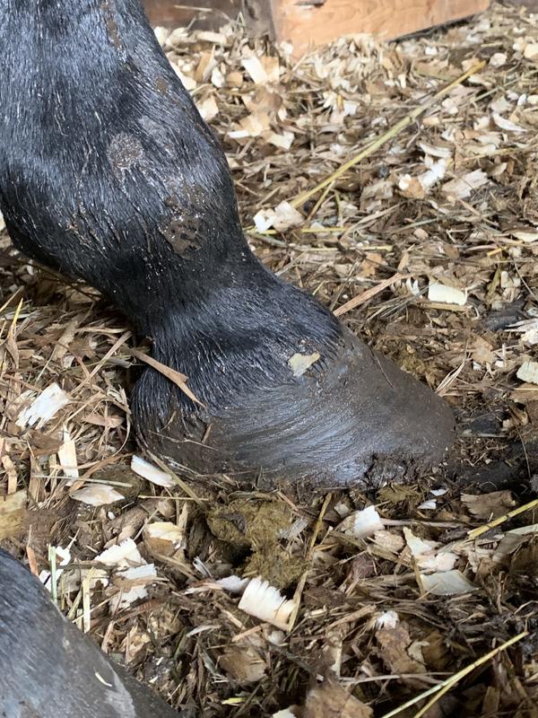 Front legs after and before