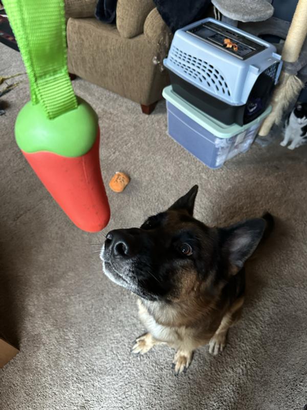 The goodest of boys getting a whiff