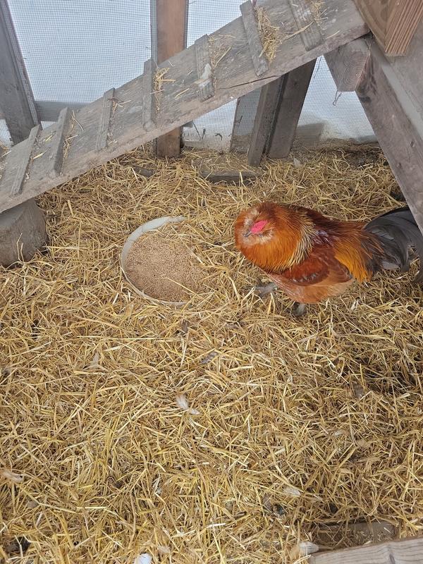 Latte calls his hens