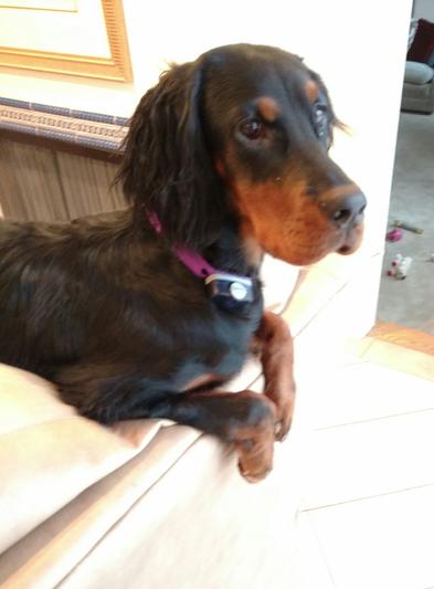 Gordon Setter, 6 months old