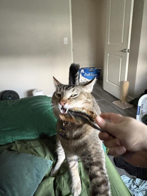 Will break reality for herring