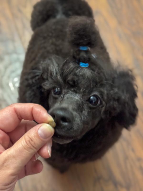 Showing the size of the kibble with a 9lb dog