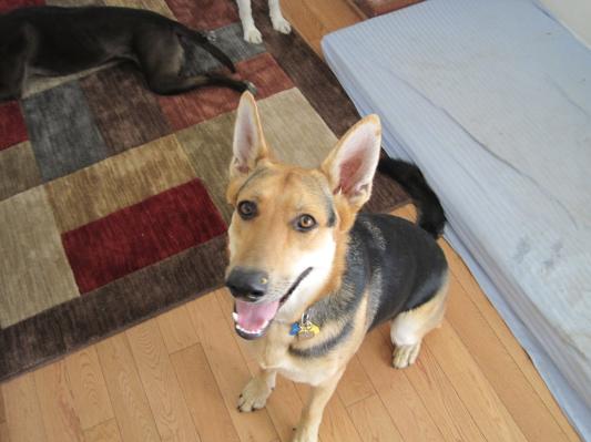 Morgan age 5...the baby of the pack.