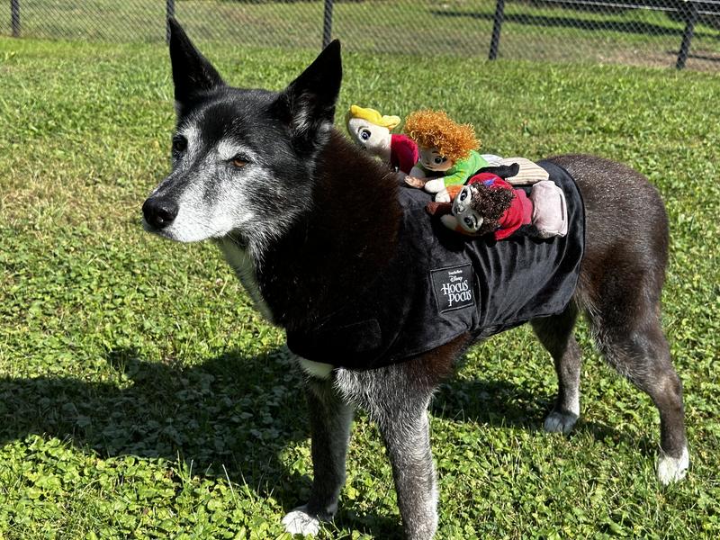 Upper end of medium size dog that is 40#