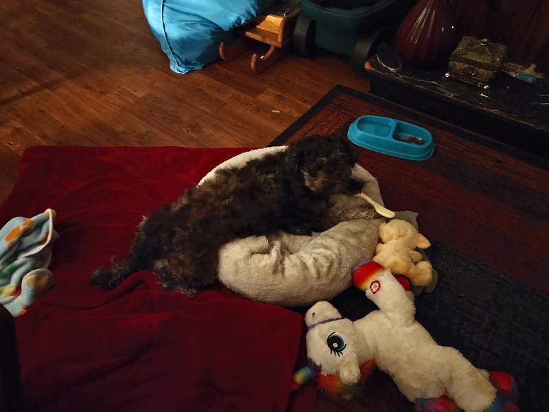 Relaxing after playtime with a visiting kitten 🐾