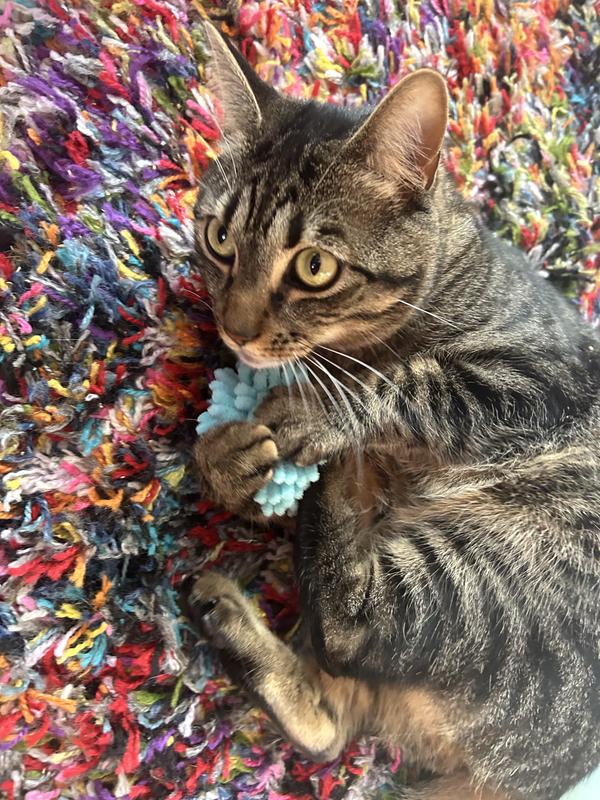 Monkey immediately tried to steal them and roll around.