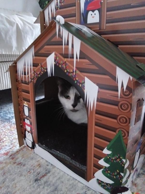 Cujo waiting for the next Chewy Delivery