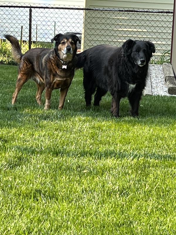Mazee (black dog) and sister Baylee