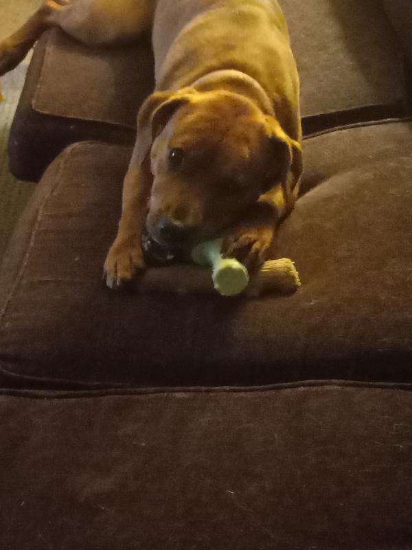 NYLABONE Power Chew Broccoli Dog Toy Bacon Cheese, Large