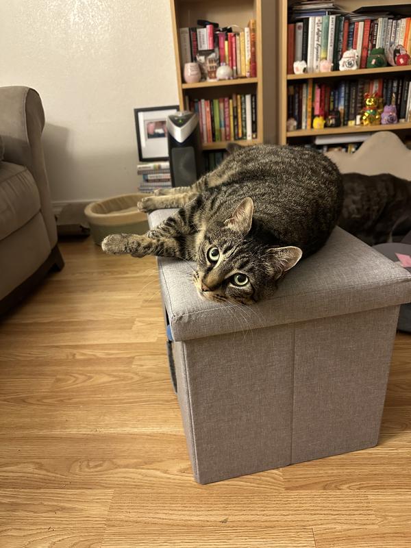 Karma chooses to lounge on top.