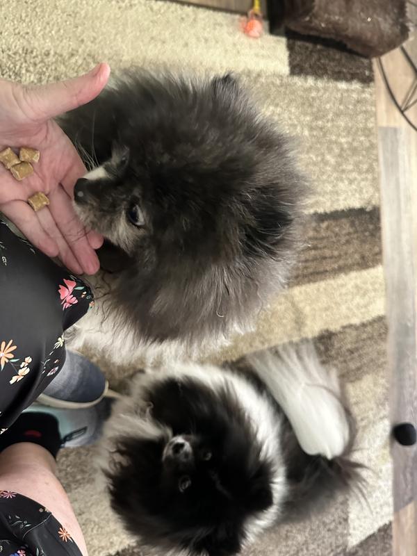 My two Pomeranians loved this treat. It’s small bite sized for small mouths. They were begging for more. Low in calories only 3 calories per bite. Grain free, real chicken and made in the USA. Quality treat for small dogs or perfect training treat.