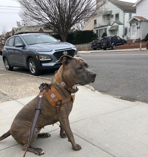 Carhartt Training Dog Harness Brown Small