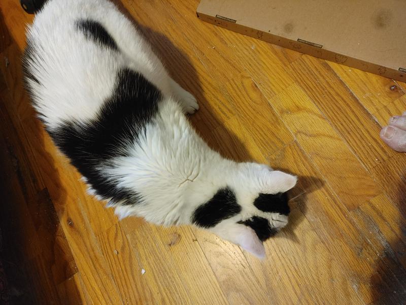 This is one of my cats devouring the Good Karma chicken and not coming up for air!