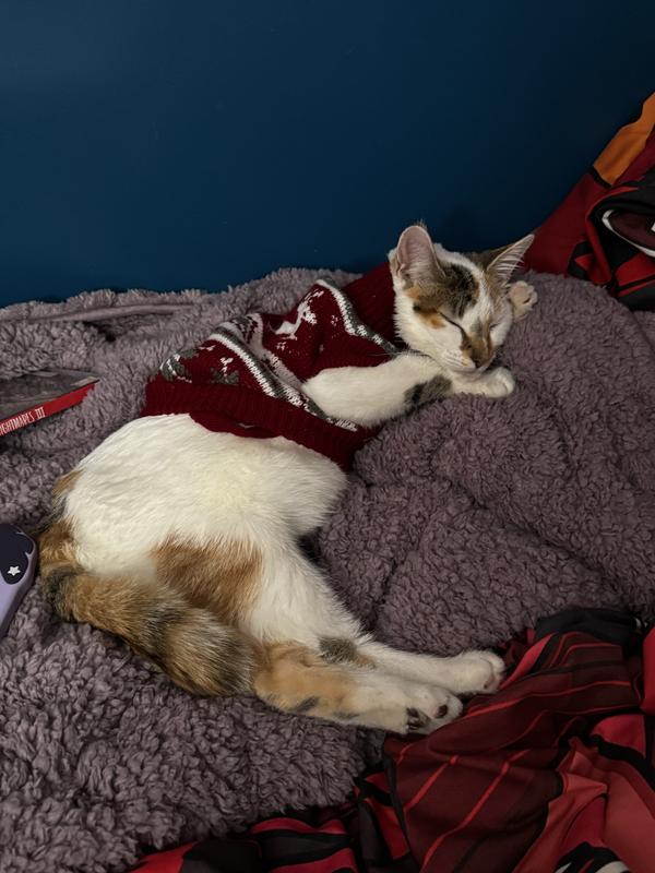 Ember, 4 month old kitten