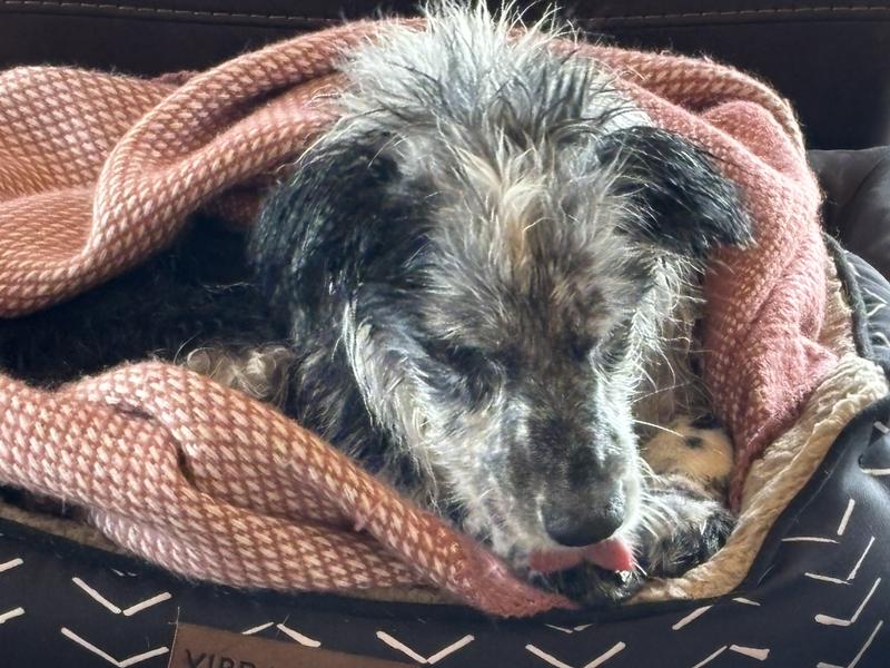 Shampoo must have a pleasing flavor since my dog finished his bath after I toweled him off.