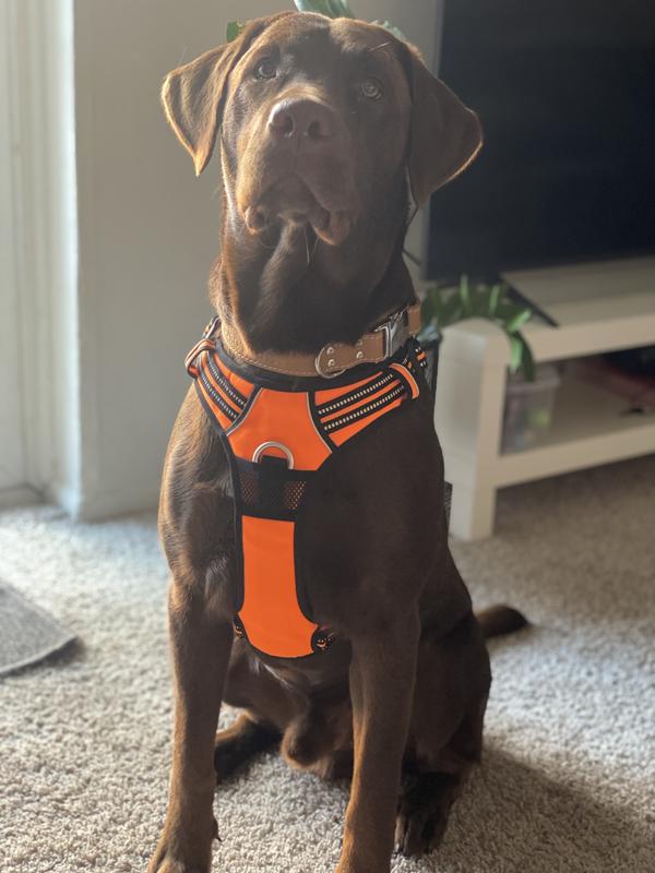 Chewy Vee Check Harness & Lead set – bearsupreme