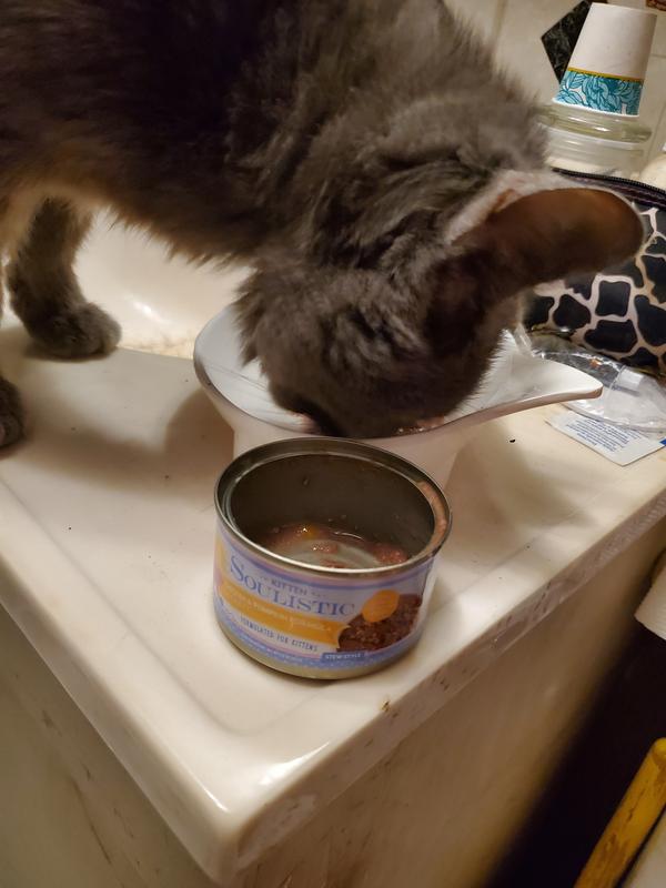 "Izzy" at breakfast enjoying eating her  kitten Soulistic Chicken & Pumpkin in gravy formula.