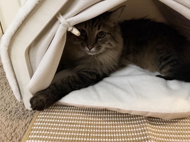 Wren has claimed it