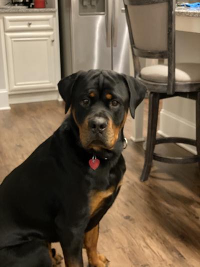 Eukanuba rottweiler reviews hotsell