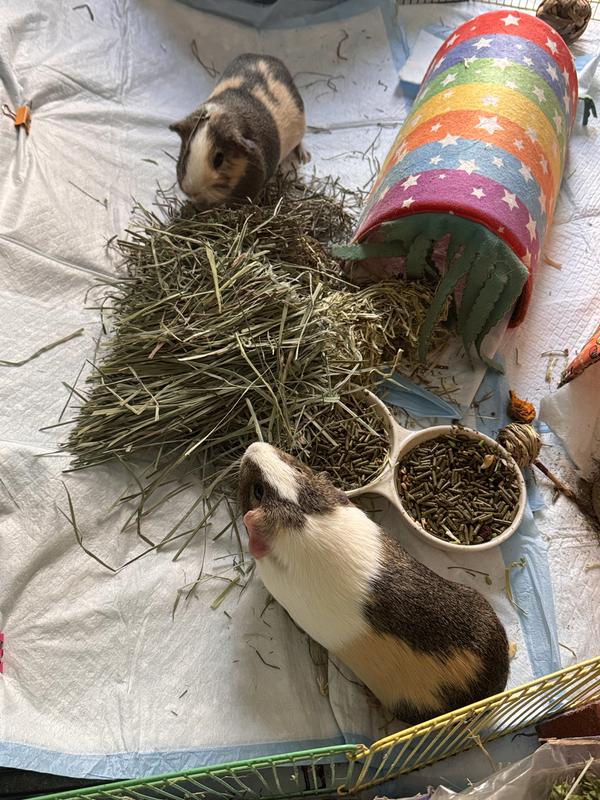 You can see a bit of the old hay in front of pig in the back.