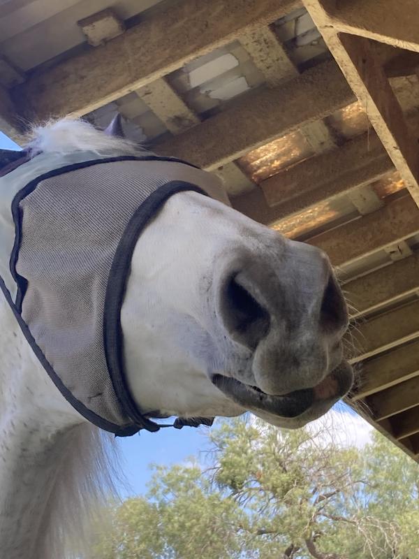Please may I have another Carrot Cruncher?