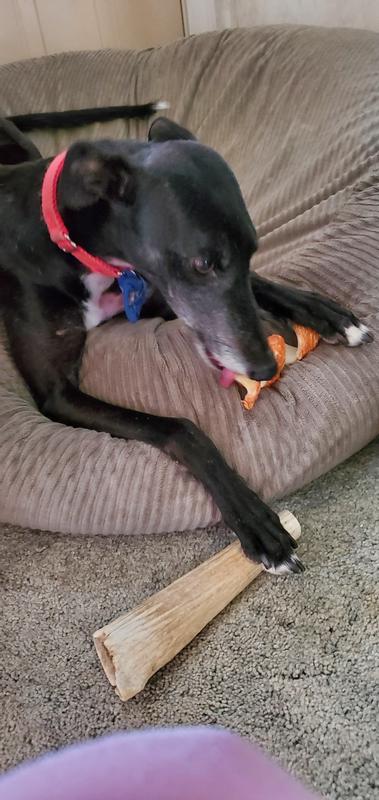 Aurora carefully licked the chicken wrapper.