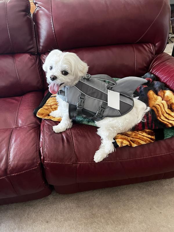 FRISCO Shark Dog Life Jacket, Gray, XSmall Chewy Canada